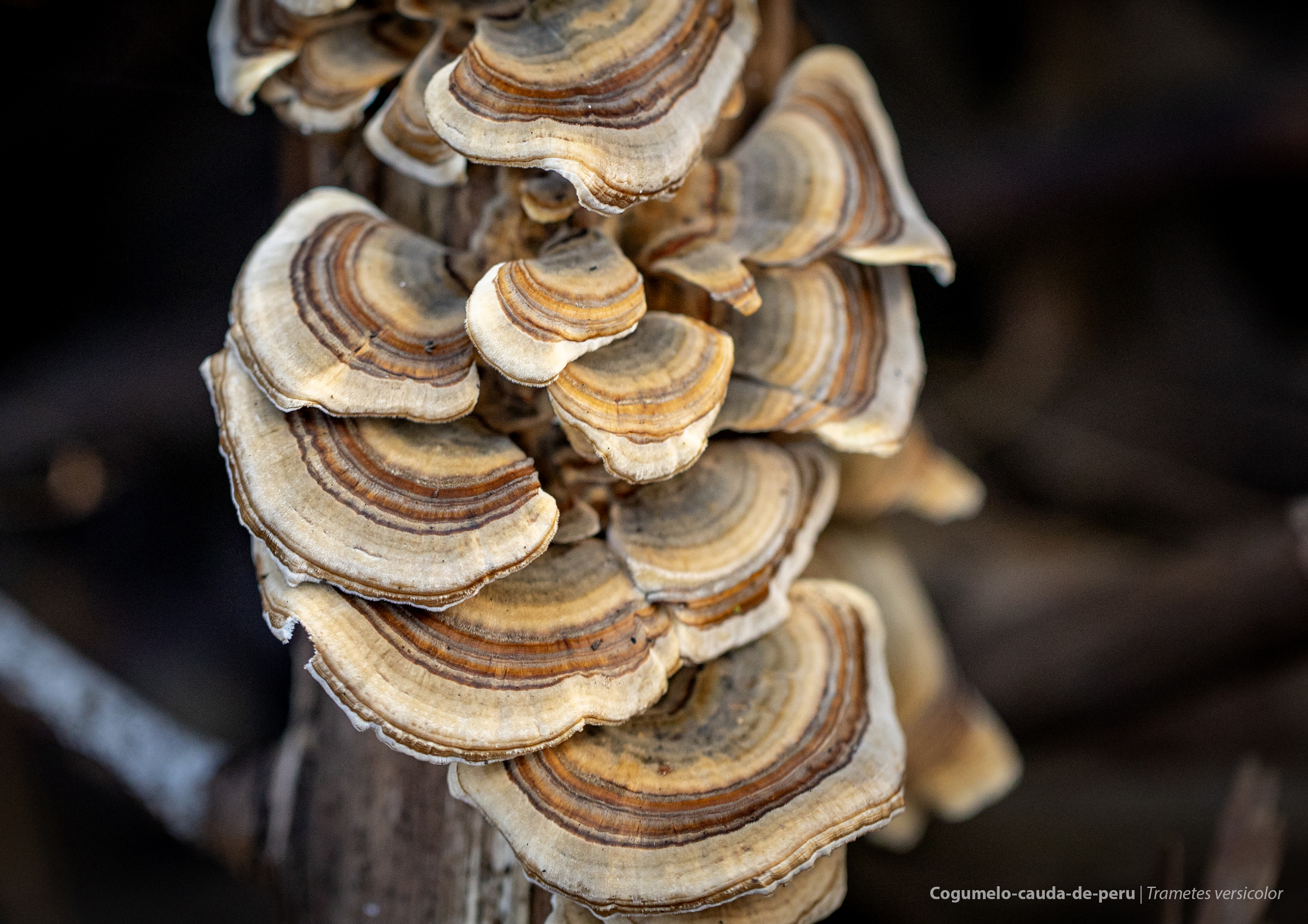 Trametes versicolor