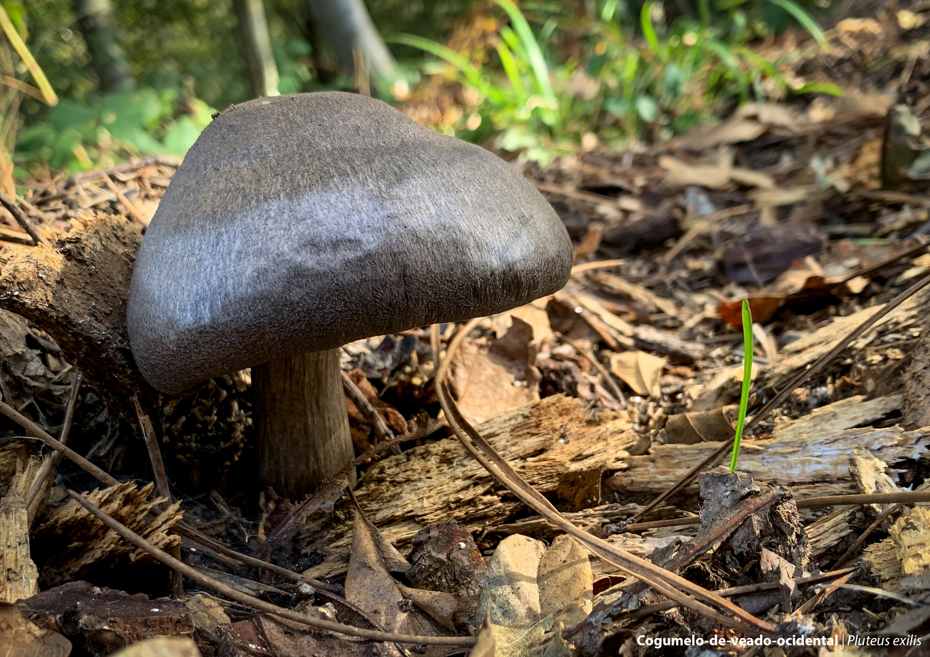 Pluteus cervinus