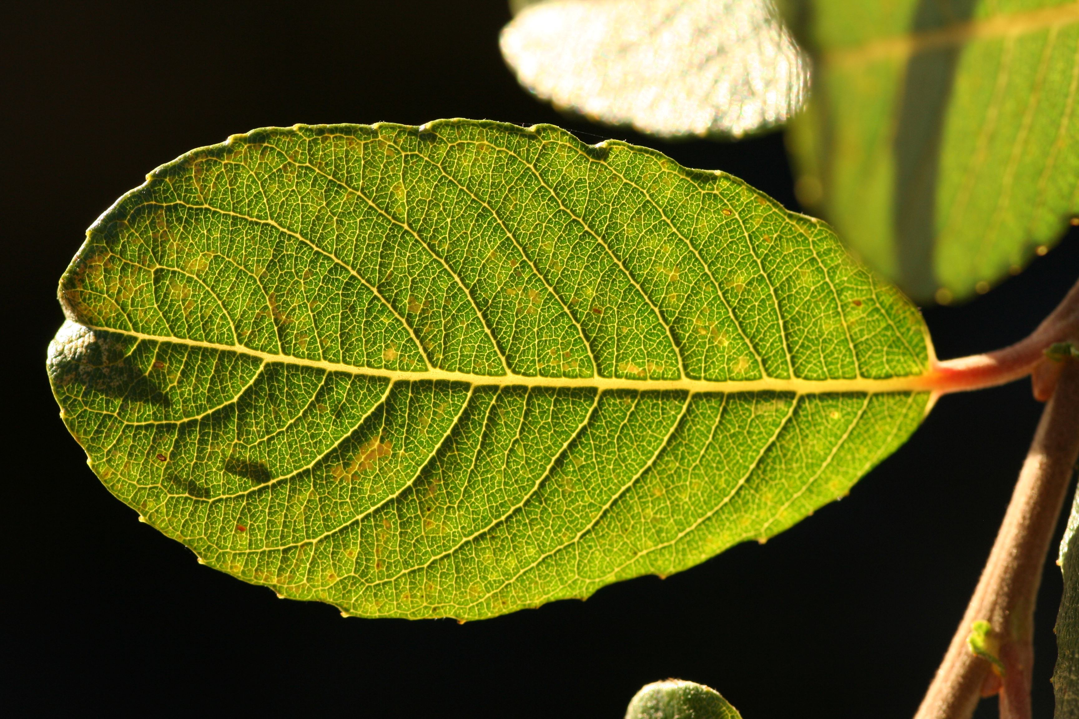 Salix atrocinerea_AvelinoVieira