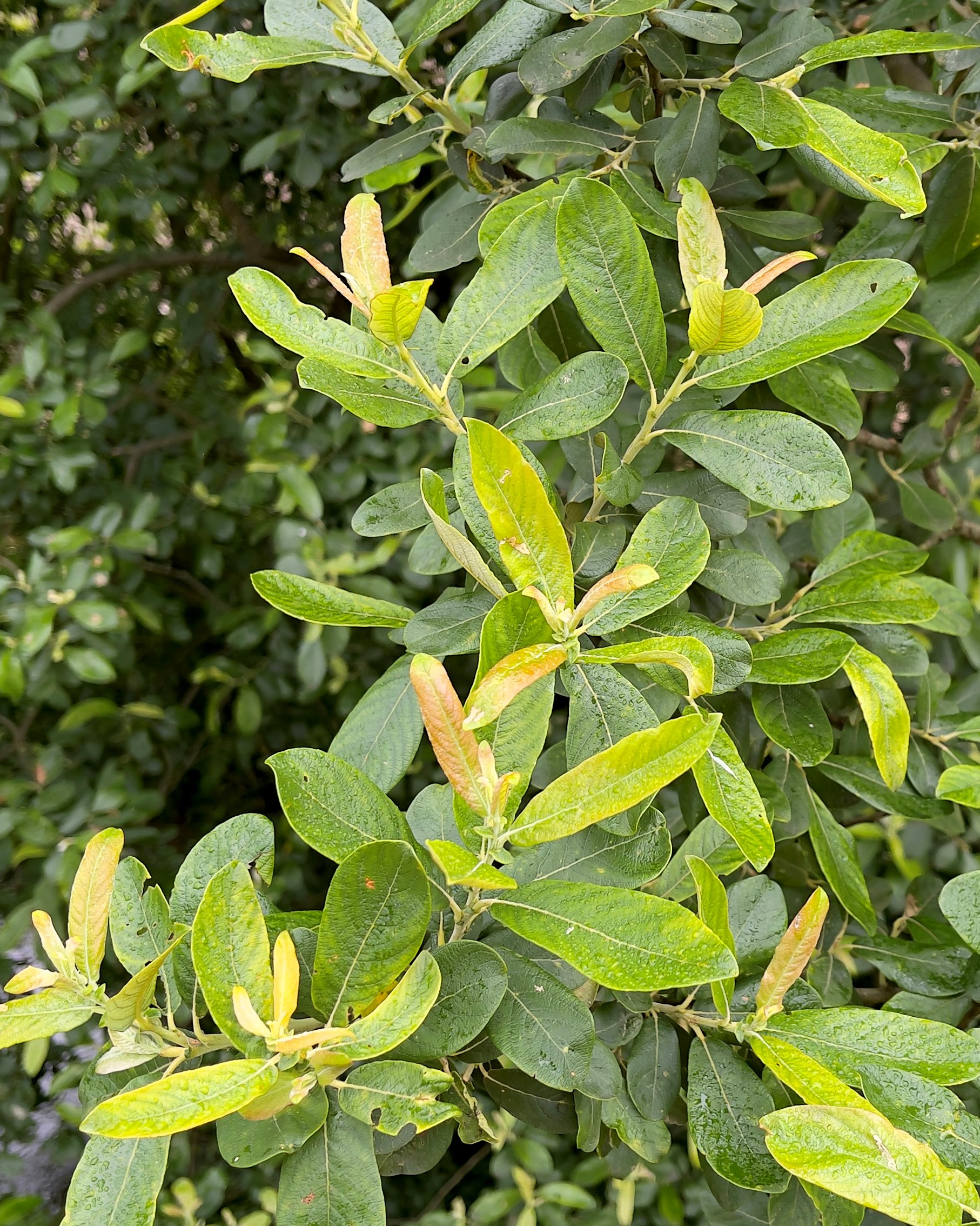 Salix atrocinerea_CMA