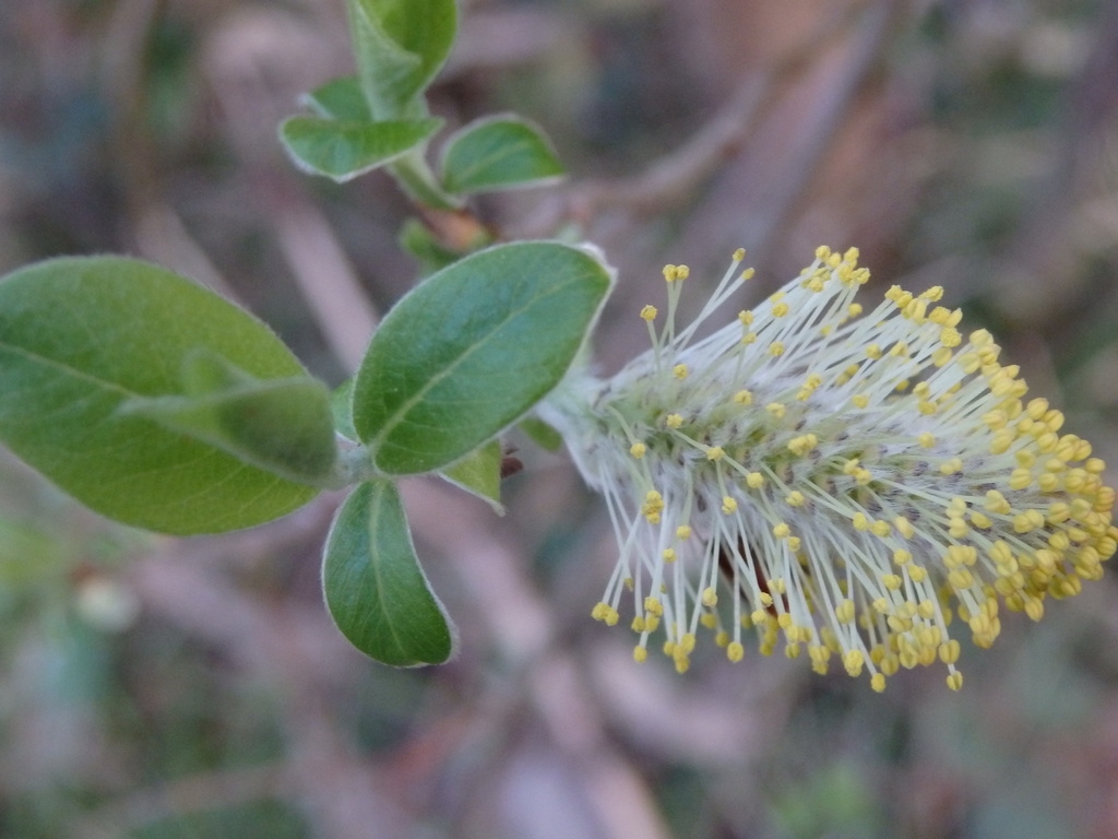 Salix atrocinerea_Carminda Santos