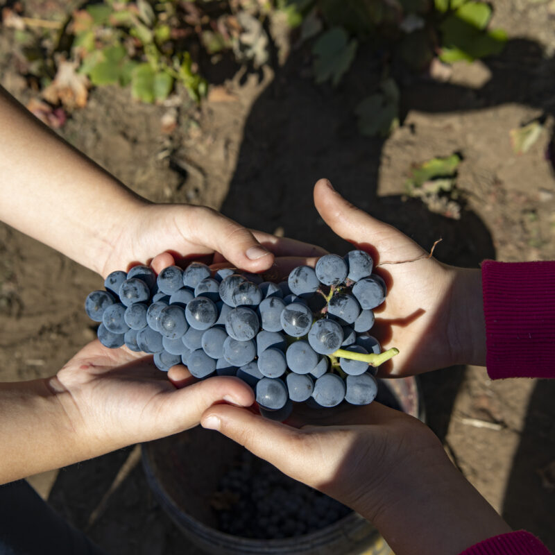 “Camino a la Vendimia”: tradición, naturaleza y descubrimiento en Mansores