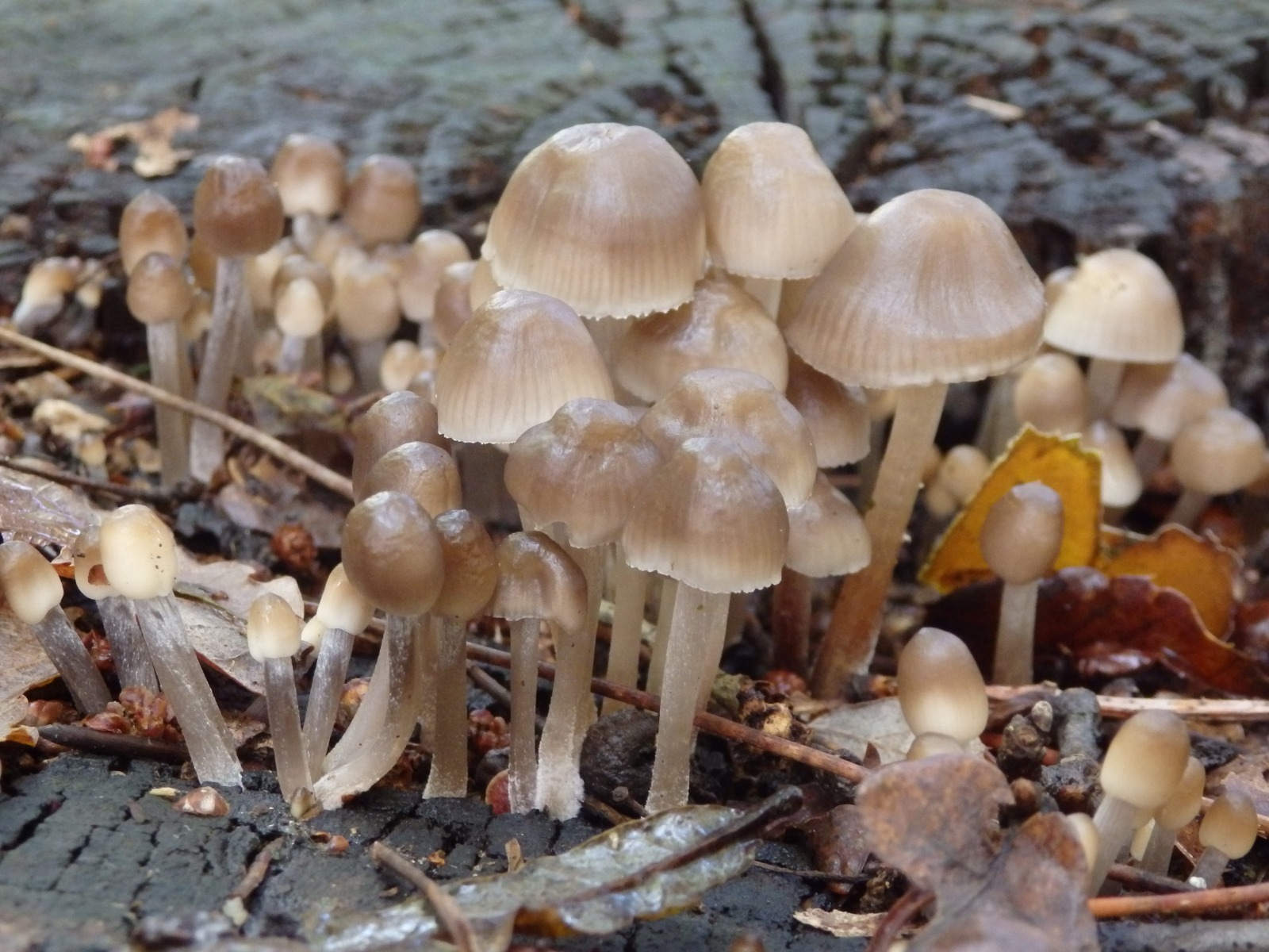 Mycena sp. Carminda Santos