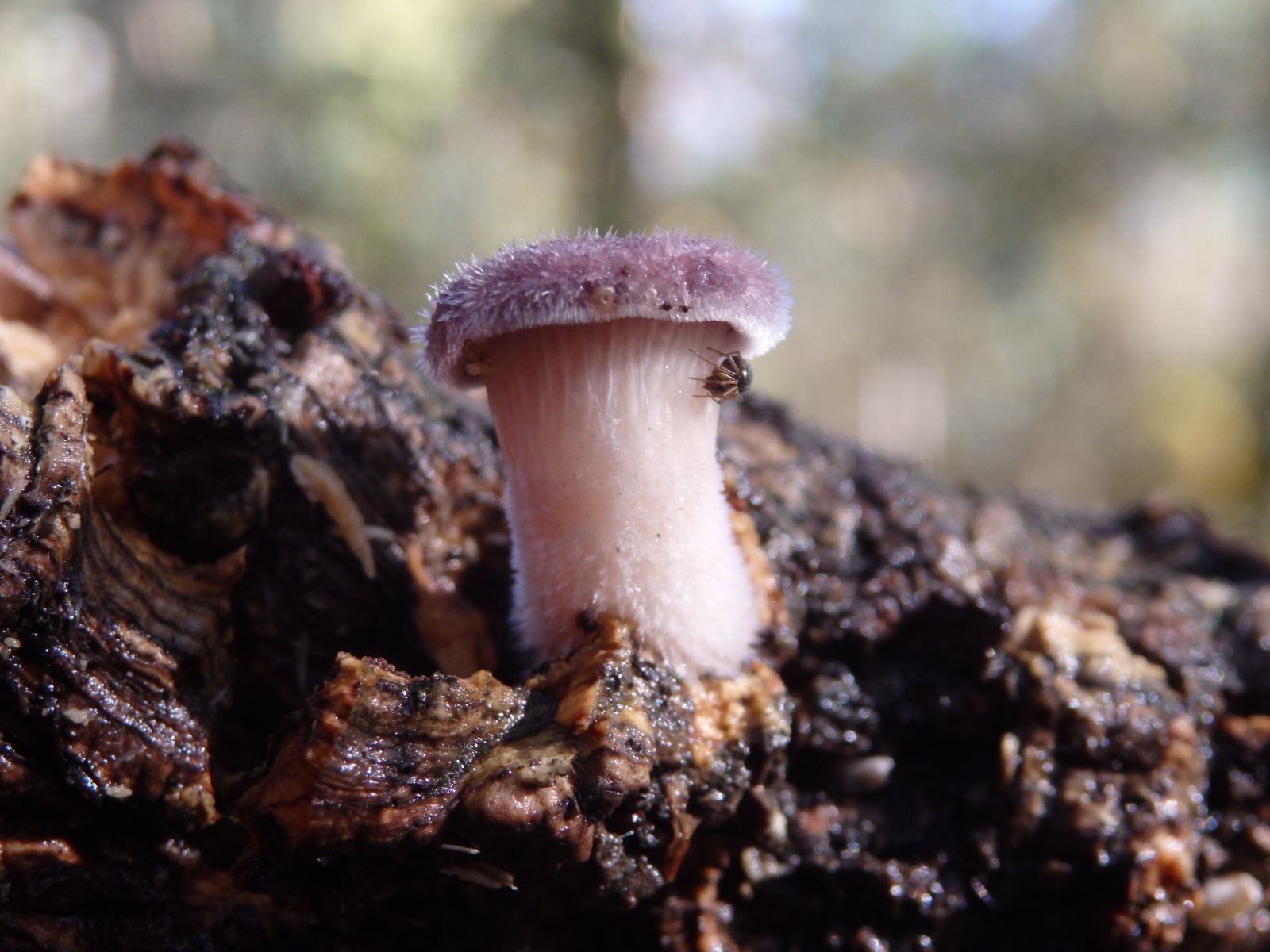 Panus sp. Carminda Santos