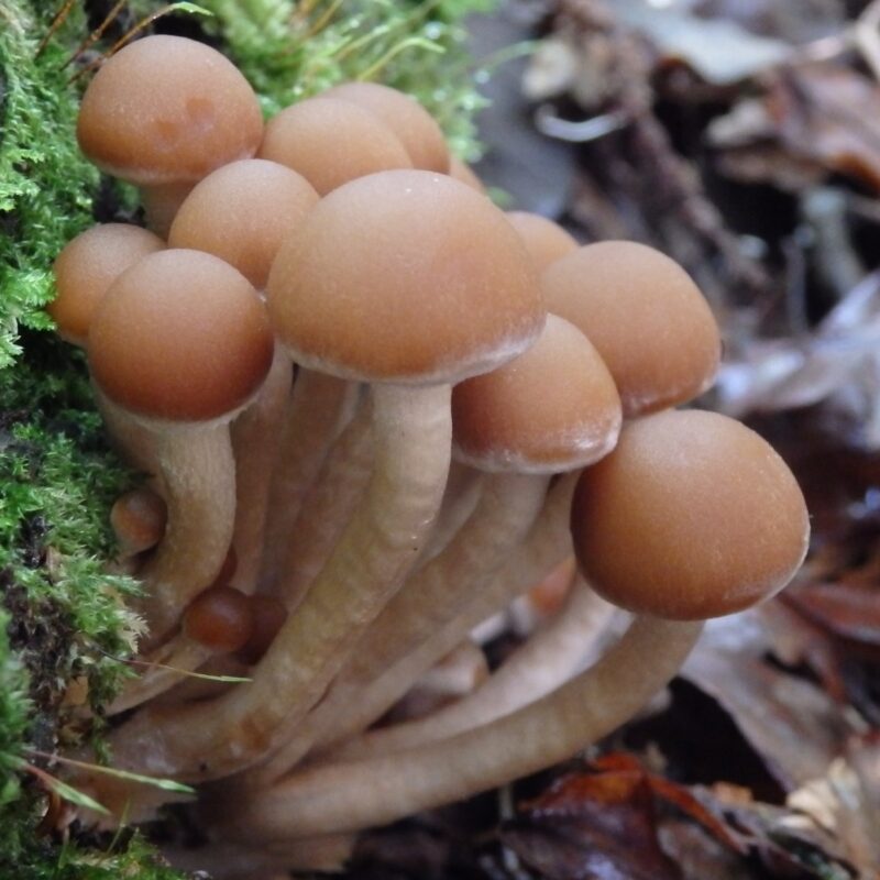 Do campo ao laboratório: uma viagem pelo mundo dos cogumelos silvestres no Arouca Geopark