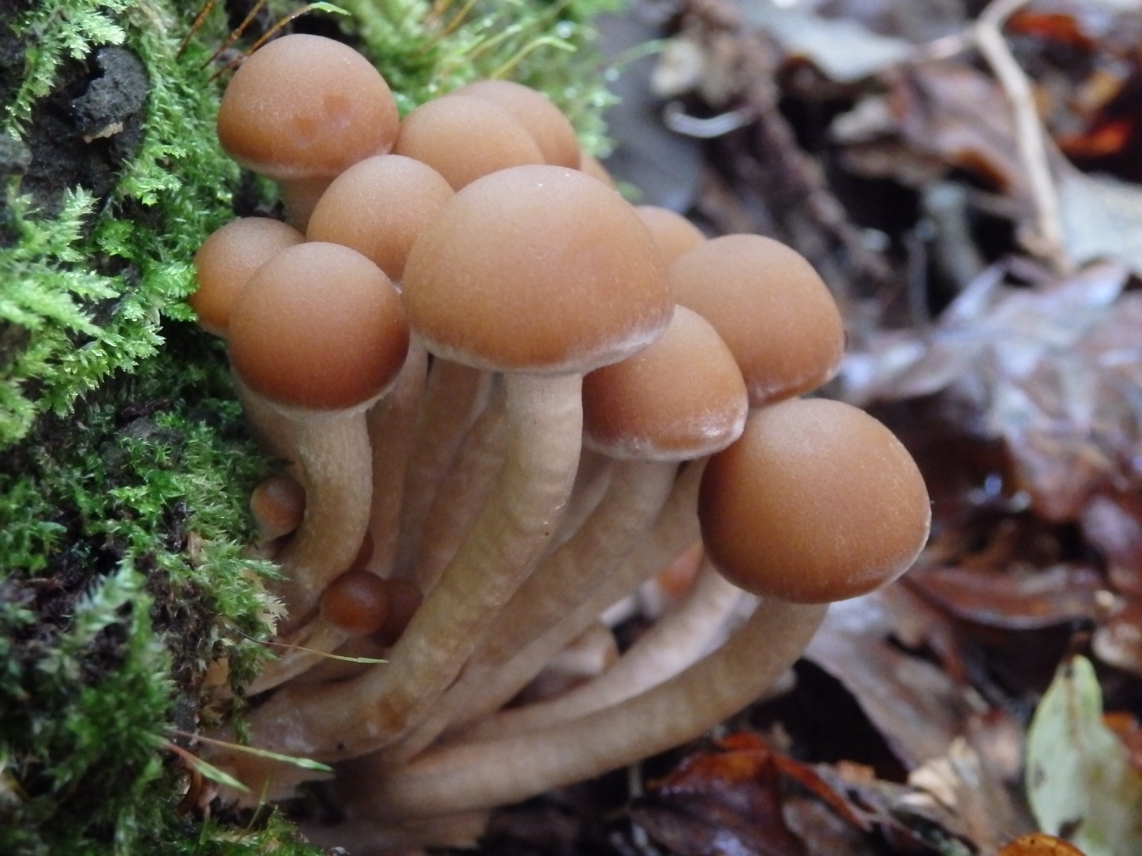 Psathyrella piluliformis_Carminda Santos