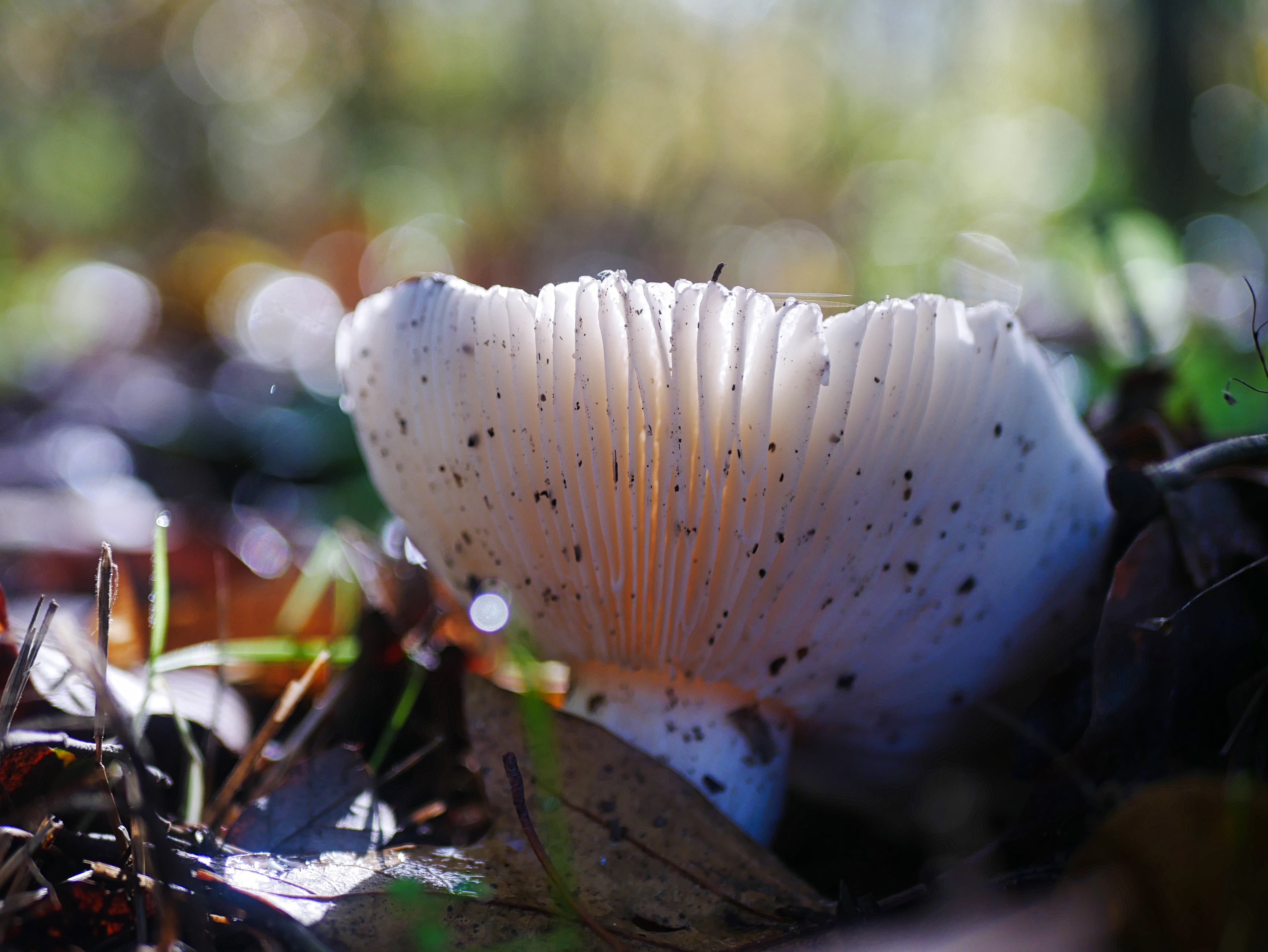 Russula sp_Nuno Basto