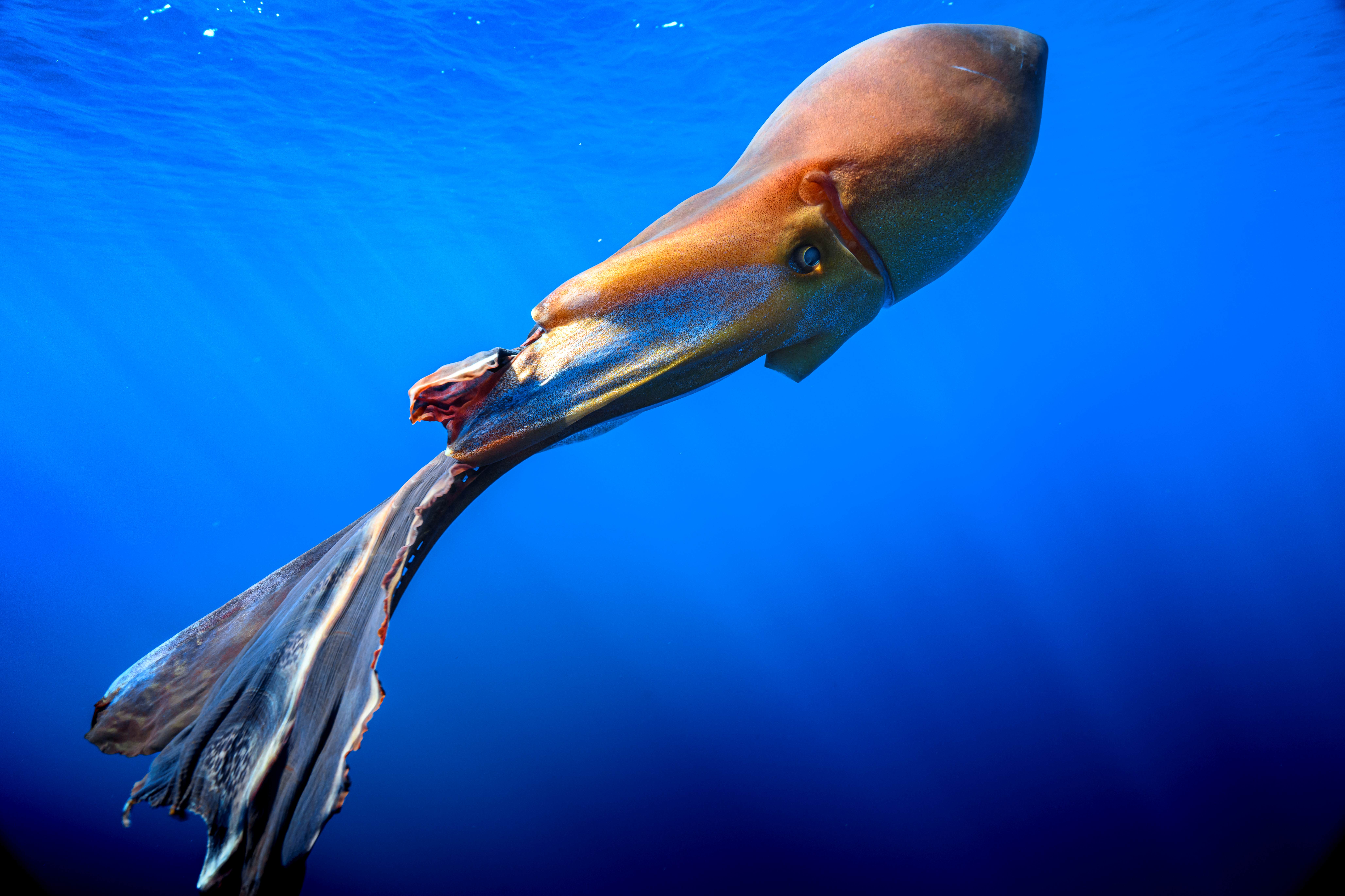 Biodiversidade 2º Prémio: Fantasma nas Açores