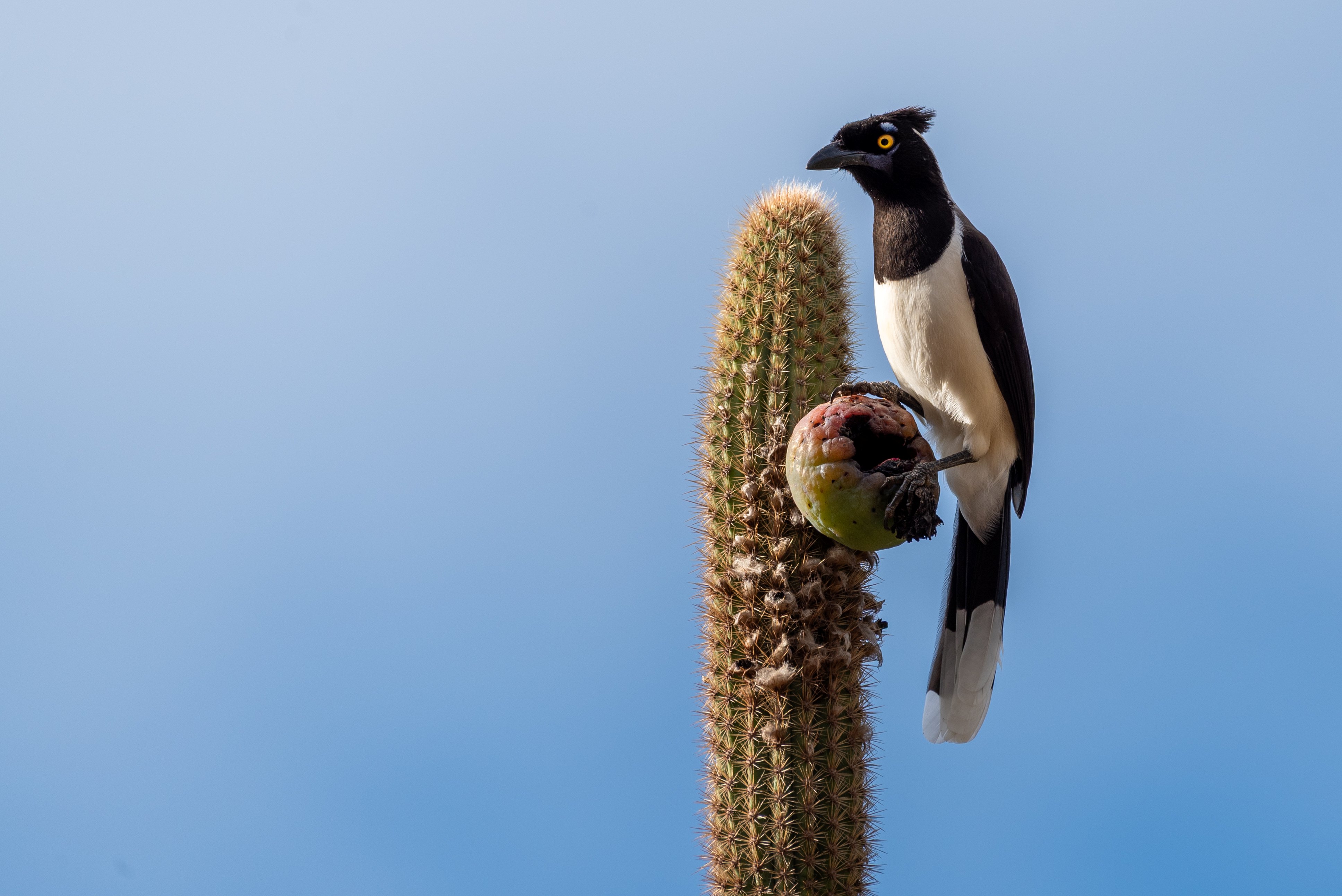Biodiversidade 3º Prémio: Gralha Cancan no Cacto Fecheiro